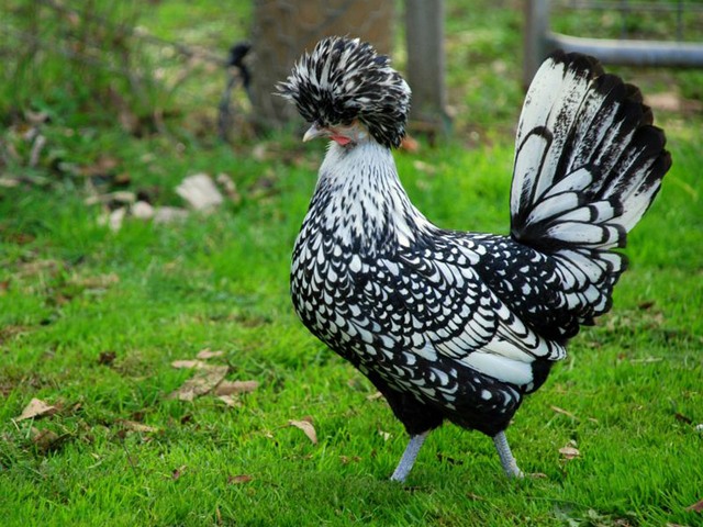 Породы куриц | ЗооТом - продажа, вязка и услуги для животных в Шарапово