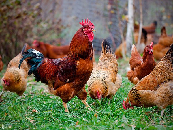 Породы куриц | ЗооТом - продажа, вязка и услуги для животных в Шарапово