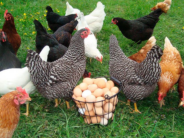 Содержание кур и уход за ними | ЗооТом - продажа, вязка и услуги для животных в Шарапово