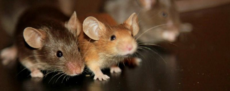 Все о мышах в Шарапово | ЗооТом - продажа, вязка и услуги для животных в Шарапово