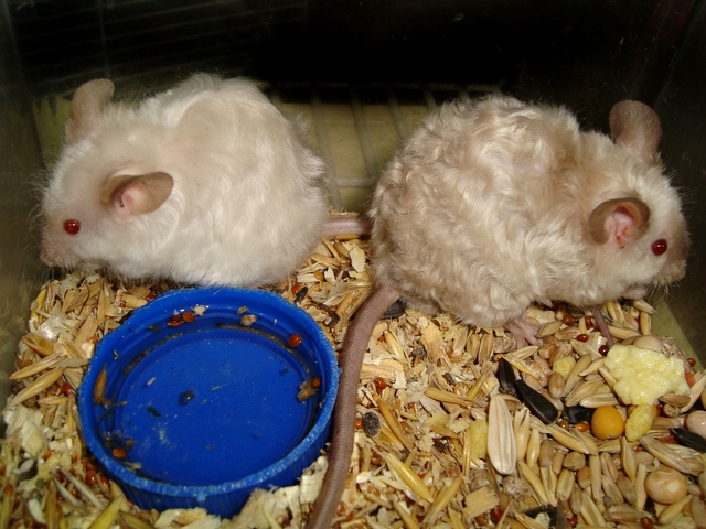 Породы мышей | ЗооТом - продажа, вязка и услуги для животных в Шарапово