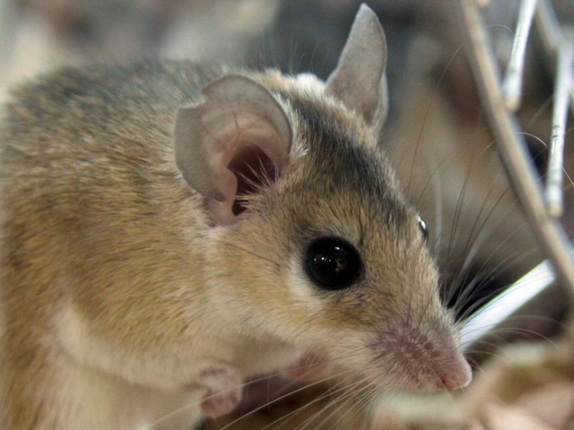 Содержание мышей и уход за ними в Шарапово | ЗооТом - продажа, вязка и услуги для животных в Шарапово