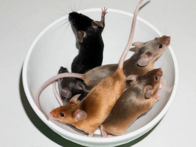 Содержание мышей и уход за ними в Шарапово | ЗооТом - продажа, вязка и услуги для животных в Шарапово