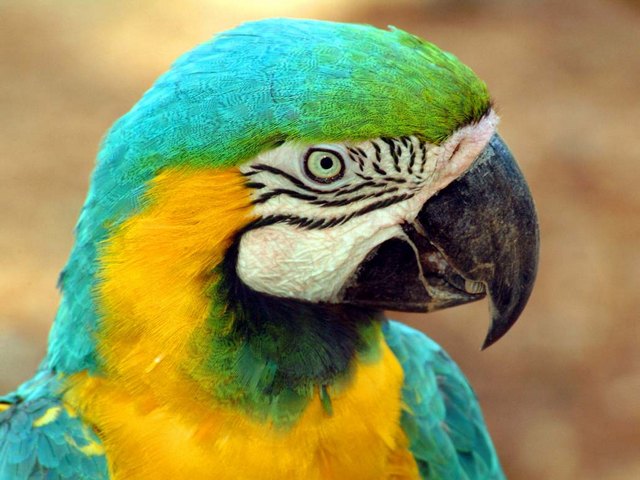 Все о попугаях в Шарапово | ЗооТом портал о животных