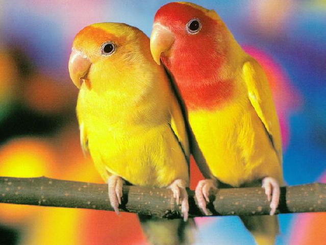 Породы попугаев | ЗооТом - продажа, вязка и услуги для животных в Шарапово