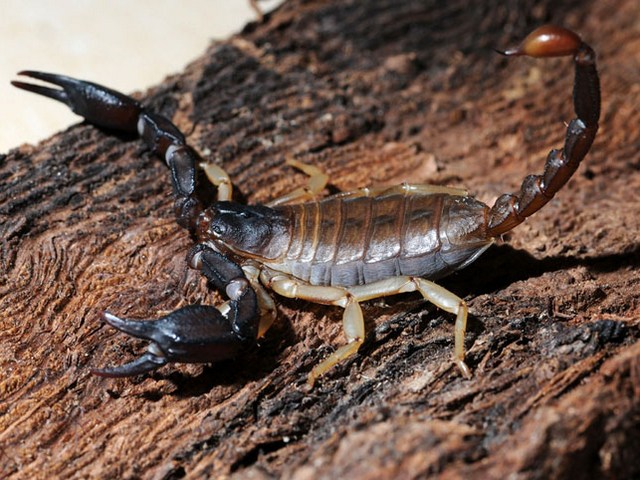 Породы скорпионов в Шарапово | ЗооТом портал о животных