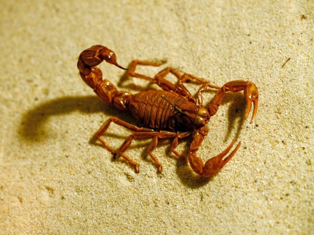 Породы скорпионов в Шарапово | ЗооТом портал о животных