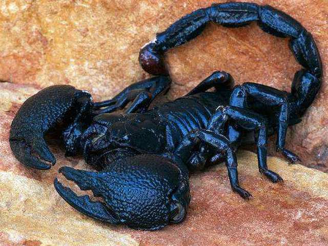 Все о скорпионах в Шарапово | ЗооТом портал о животных