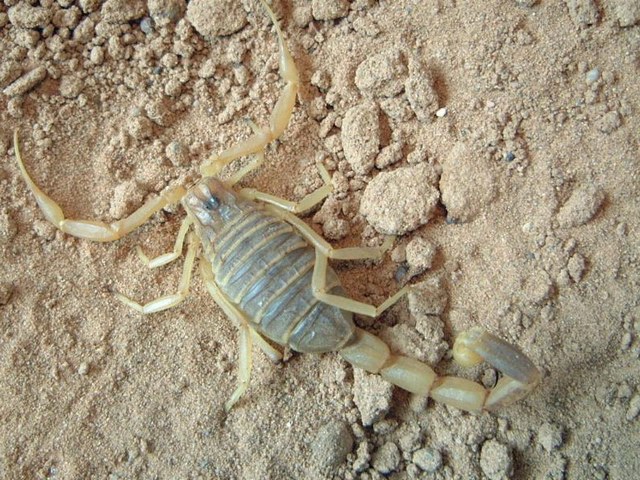 Содержание скорпионов и уход за ними в Шарапово | ЗооТом портал о животных