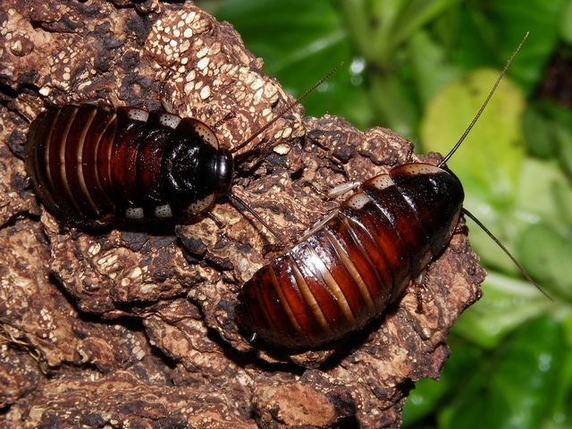 Породы тараканов в Шарапово | ЗооТом портал о животных