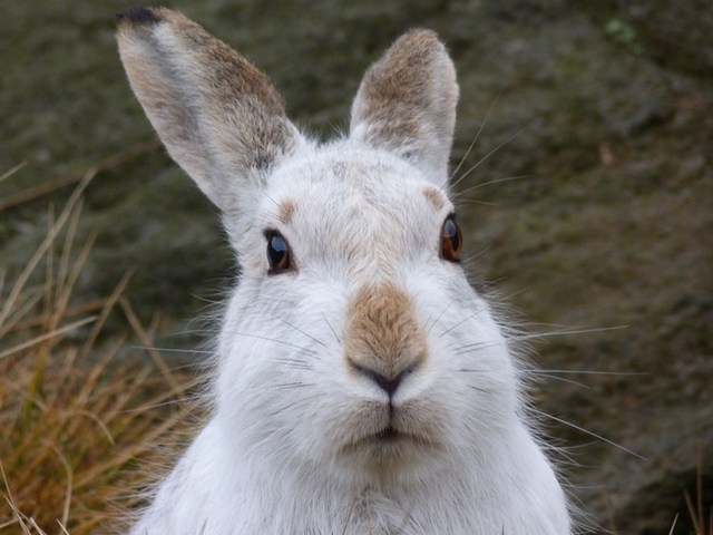 Содержание зайцев и уход за ними | ЗооТом - продажа, вязка и услуги для животных в Шарапово