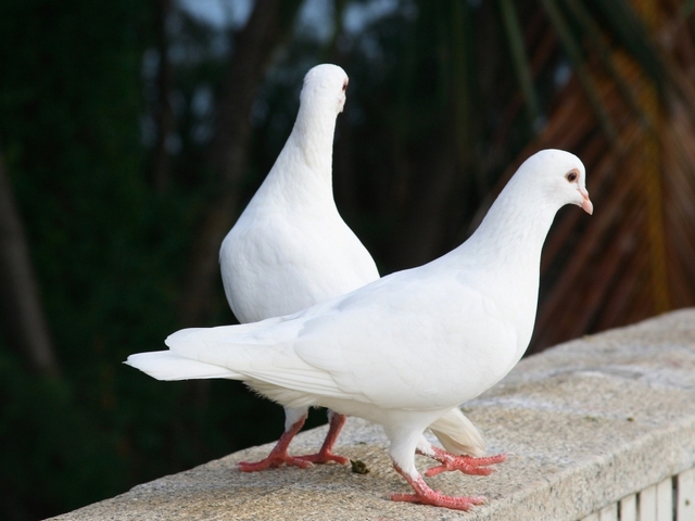 Все о голубях | ЗооТом - продажа, вязка и услуги для животных в Шарапово