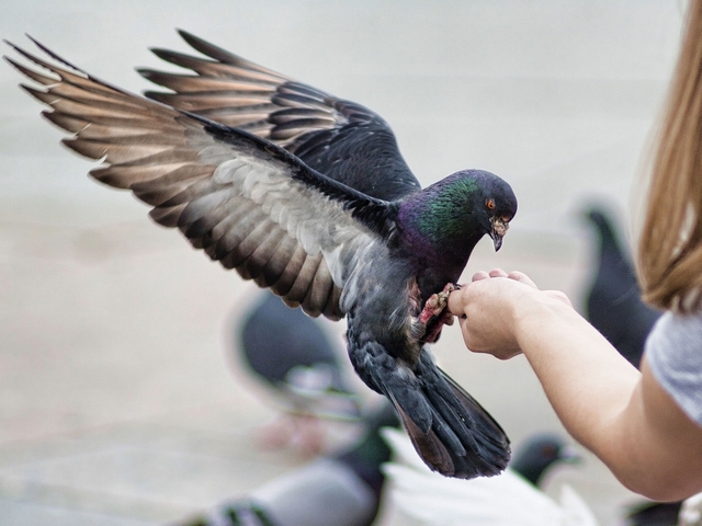 Все о голубях | ЗооТом - продажа, вязка и услуги для животных в Шарапово