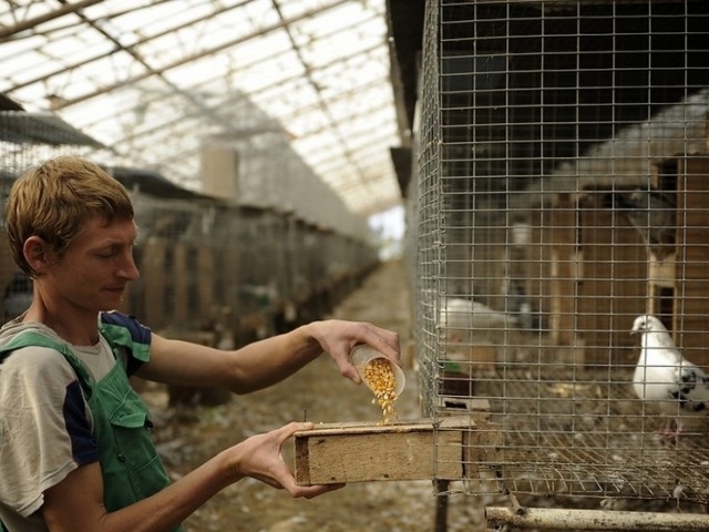 Содержание голубей и уход за ними | ЗооТом - продажа, вязка и услуги для животных в Шарапово