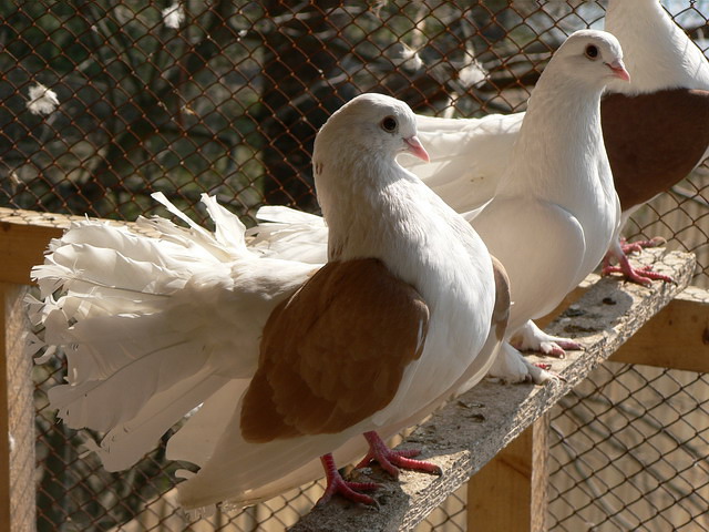 Содержание голубей и уход за ними в Шарапово