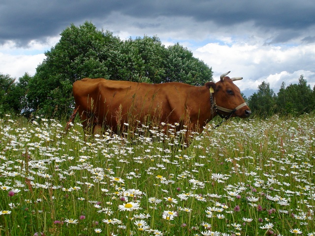 Все о коровах в Шарапово | ЗооТом портал о животных