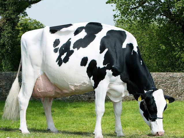 Породы коров в Шарапово | ЗооТом портал о животных