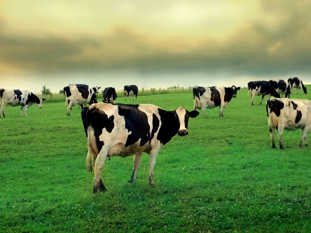 Содержание коров и уход за ними в Шарапово | ЗооТом портал о животных