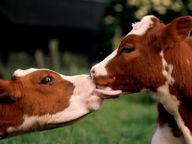 Статьи о коровах в Шарапово | ЗооТом портал о животных