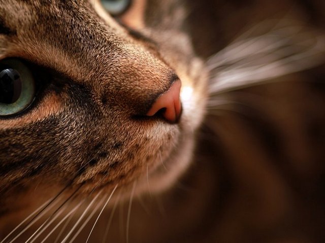 Статьи о кошках в Шарапово | ЗооТом портал о животных
