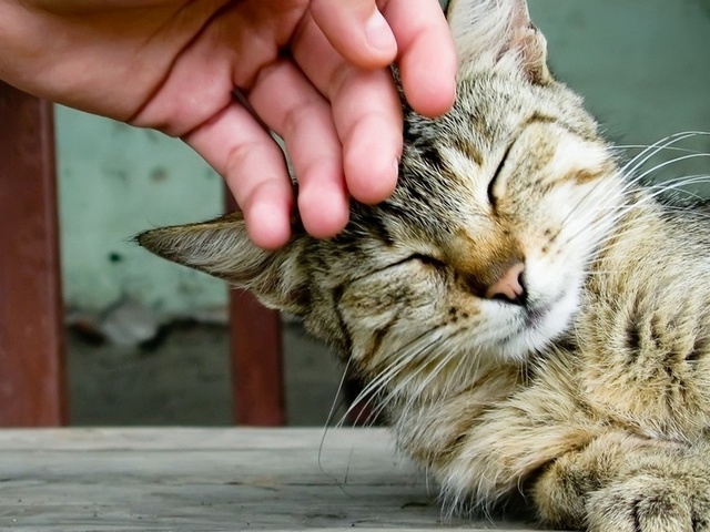 Интересные статьи о кошках в Шарапово | ЗооТом портал о животных