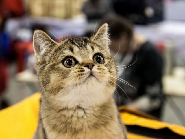 Выставки кошек в Шарапово | ЗооТом портал о животных