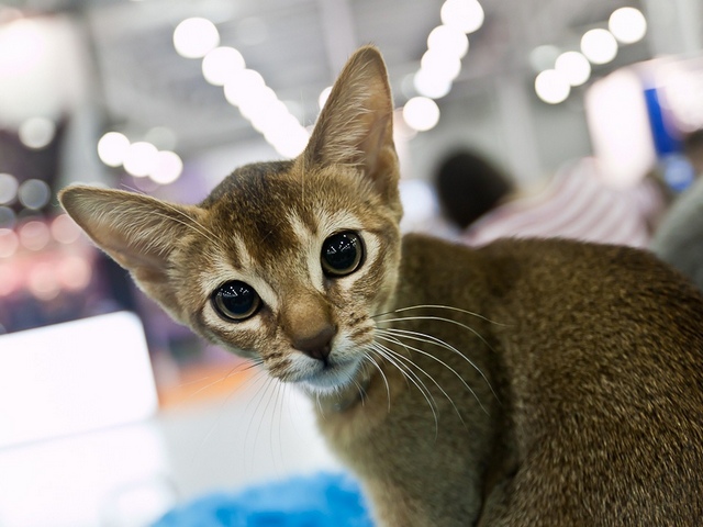 Выставки кошек в Шарапово | ЗооТом портал о животных