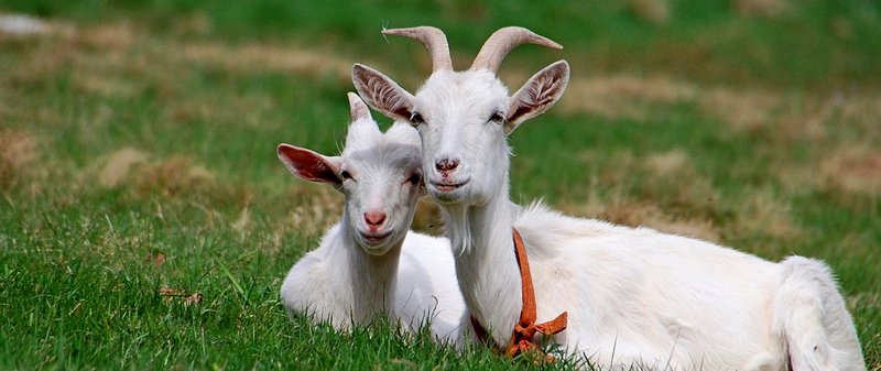 Все о козах в Шарапово | ЗооТом портал о животных