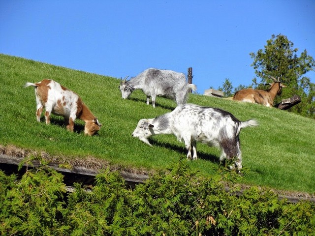 Все о козах в Шарапово | ЗооТом портал о животных
