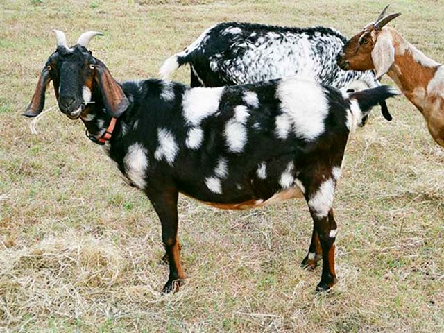 Породы коз в Шарапово | ЗооТом портал о животных
