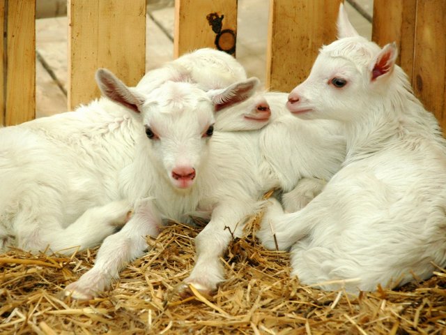 Содержание коз и уход за ними в Шарапово | ЗооТом портал о животных