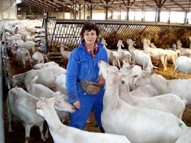 Содержание коз и уход за ними в Шарапово | ЗооТом портал о животных