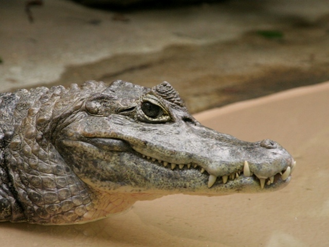 Все о крокодилах в Шарапово | ЗооТом портал о животных
