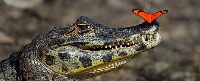 Все о крокодилах в Шарапово | ЗооТом портал о животных