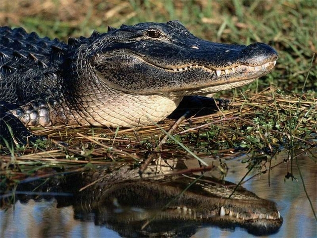 Породы крокодилов в Шарапово | ЗооТом портал о животных