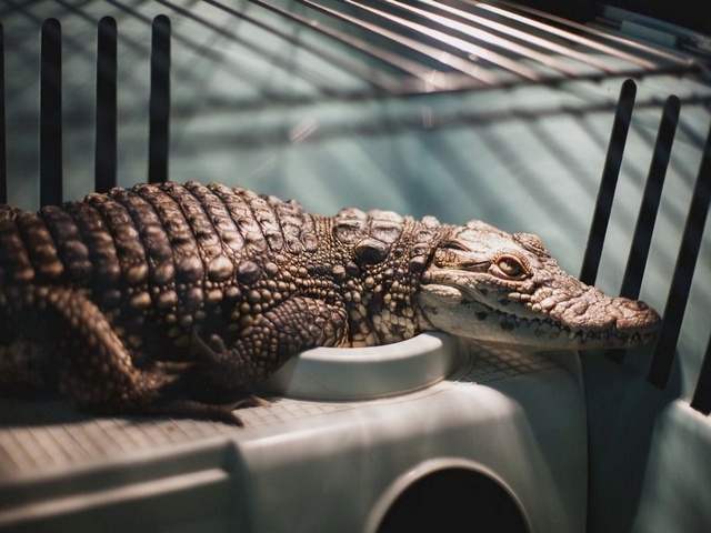 Содержание крокодилов и уход за ними в Шарапово | ЗооТом портал о животных