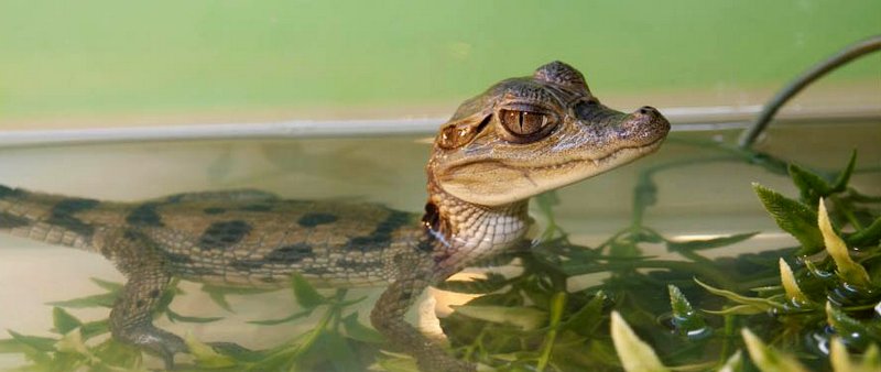 Содержание крокодилов и уход за ними в Шарапово | ЗооТом портал о животных