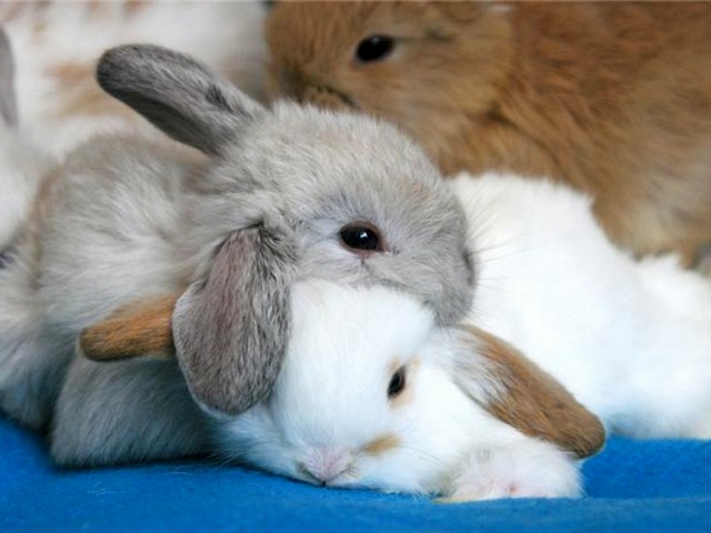 Статьи о кроликах в Шарапово | ЗооТом портал о животных