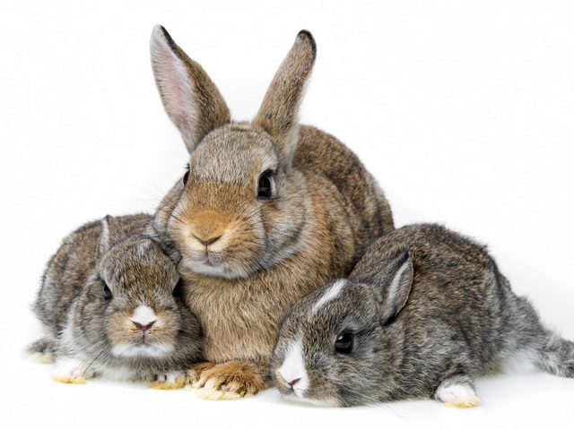 Все о кроликах в Шарапово | ЗооТом портал о животных