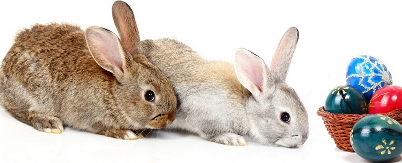 Все о кроликах в Шарапово | ЗооТом портал о животных