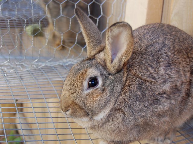 Содержание кроликов и уход за ними в Шарапово | ЗооТом портал о животных