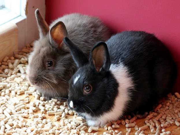 Содержание кроликов и уход за ними в Шарапово | ЗооТом портал о животных