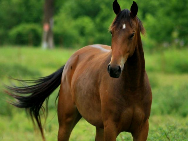 Содержание лошадей и уход за ними в Шарапово | ЗооТом портал о животных