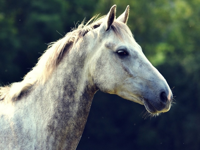 Уход за лошадьми в Шарапово | ЗооТом портал о животных
