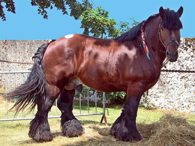 Породы лошадей в Шарапово | ЗооТом портал о животных
