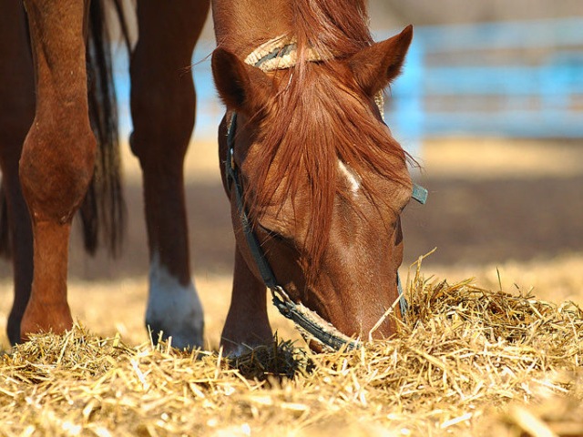 Содержание лошадей в Шарапово | ЗооТом портал о животных
