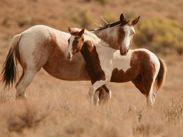 Интересные факты лошадях в Шарапово | ЗооТом портал о животных