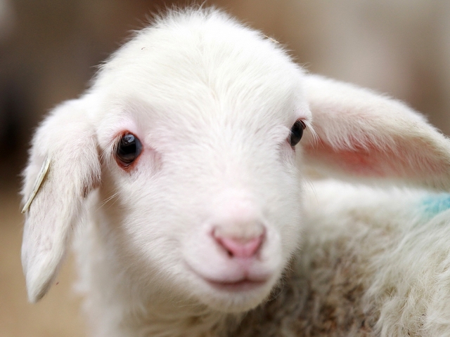 Овцы и бараны в Шарапово | ЗооТом портал о животных