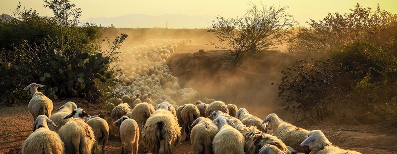Все об овцах в Шарапово | ЗооТом портал о животных