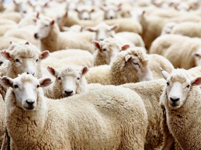 Породы овец в Шарапово | ЗооТом портал о животных